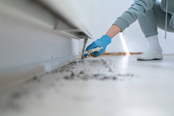 Insect Control in Homosassa Springs, FL